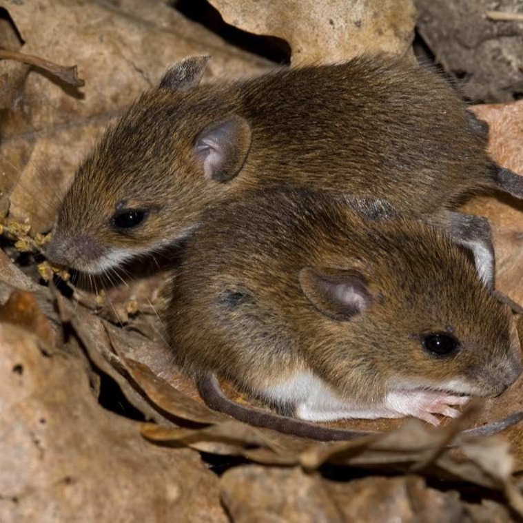 Уничтожения мышей в частном доме в Братске?