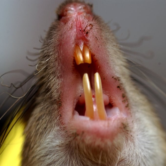 Дератизация крыс в Братске?